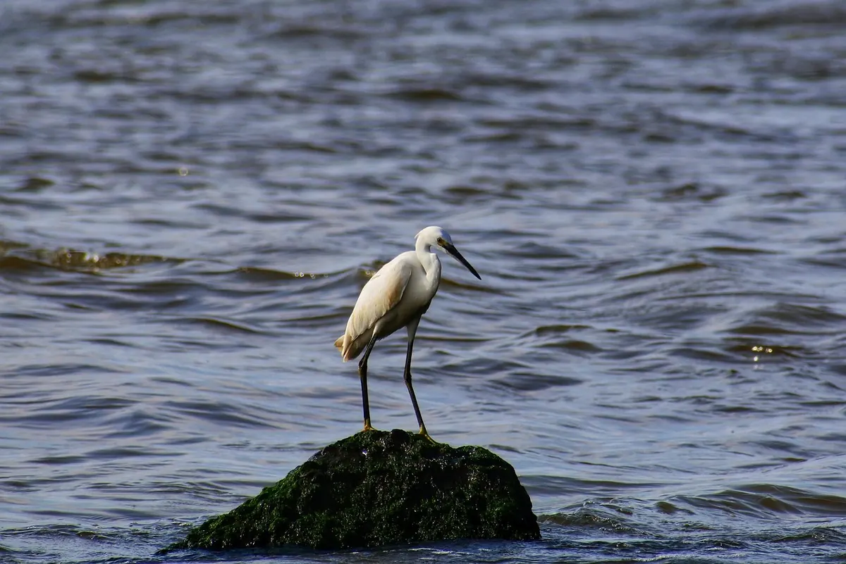 Wader Identification for Beginners: Telling Godwits, Curlews and Whimbrels Apart