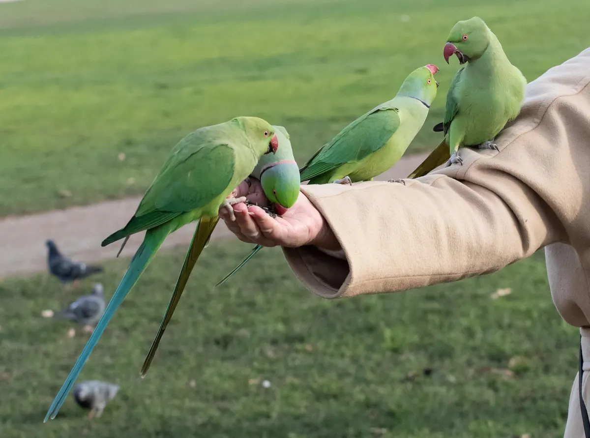 Why Bird Ringing Matters: How UK Scientists Track Migration and Survival